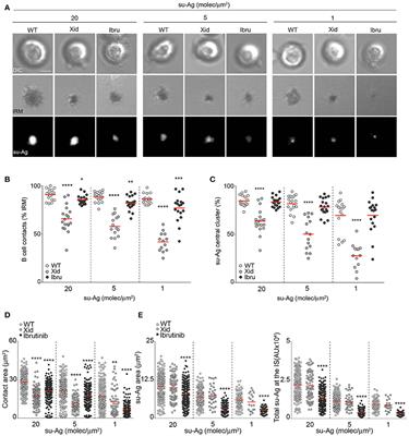 Distinct Roles for Bruton's Tyrosine Kinase in B Cell Immune Synapse Formation